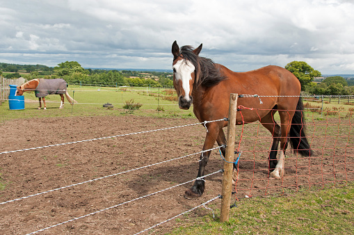 Horses kept on limited grazing with the use of electric fencing