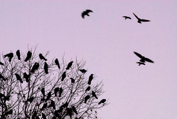 istock Grainy Birds Roosting and Flying 665218566