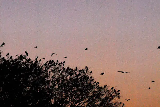 A  flock roosting on a tree and some birds flying about.