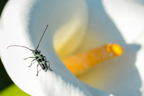 Macro photo of a Eutetrapha lini longhorn beetle crawling on the edge of a white calla lily flower found in Taiwan.