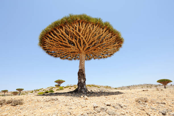Dragon tree (Dracaena cinnabari) in Socotra island, Yemen.