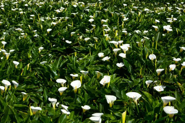 Lush field of white calla lily flowers blossoming for the Zhu Zi Hu Calla Lily Festival in Taiwan.