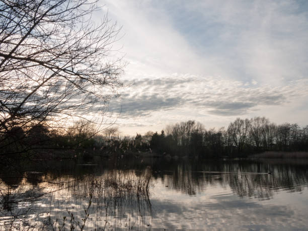 istock Sunsetting Over a Lake with Reeds and Ducks 665221784