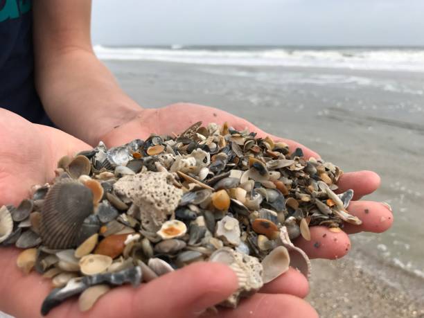 istock Handful of Seashells on the Beach 665225382