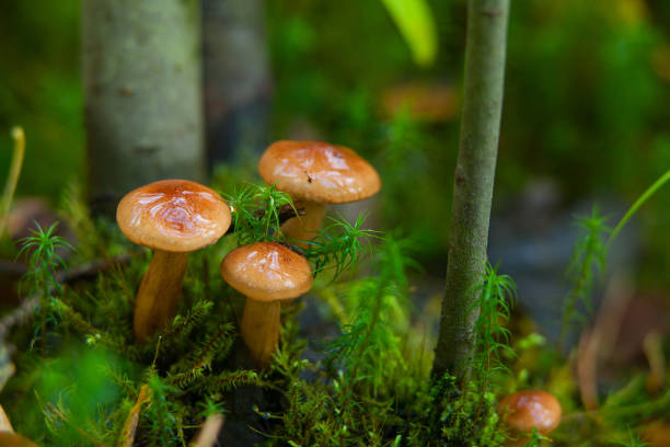 istock beautiful raw edible mushroom in forest 665228192