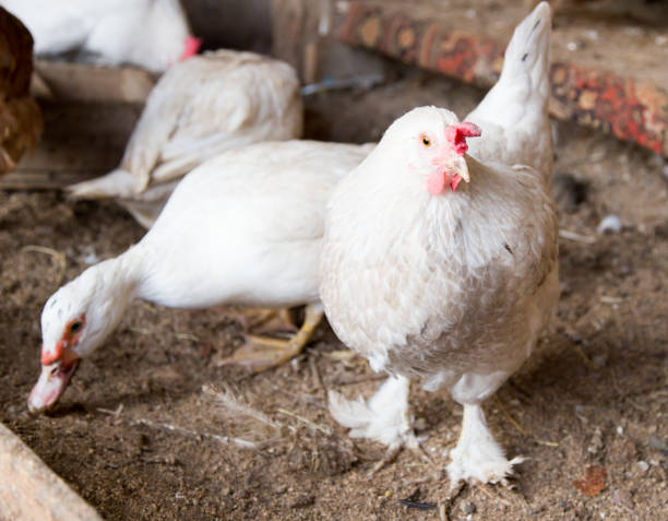 istock portrait of white chicken farm 665228584