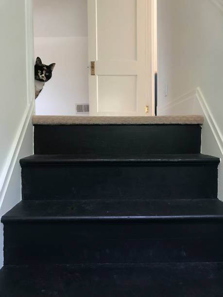 istock Cat at Top of Stairs 665232726