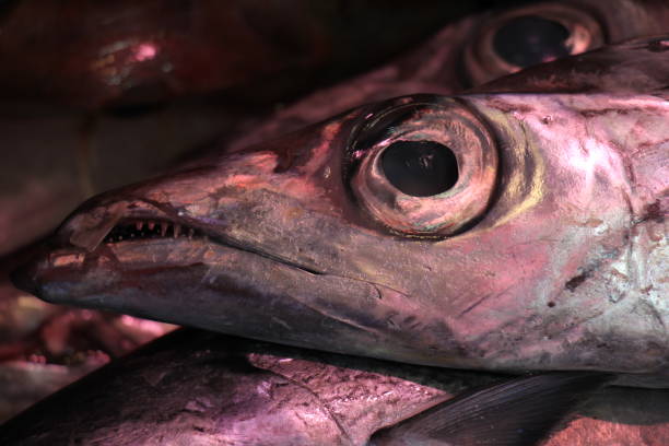 istock Fresh sea fishes on crushed ice 665242828
