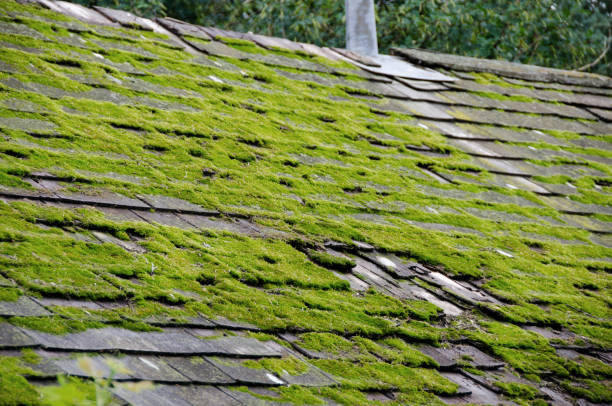 istock Moss growth of a temperate rain forest cabin roof 665245504