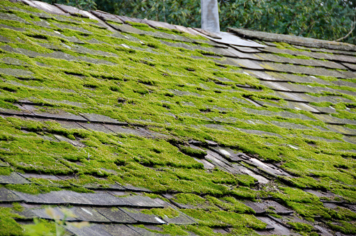 Moss growth of a temperate rain forest cabin roof.