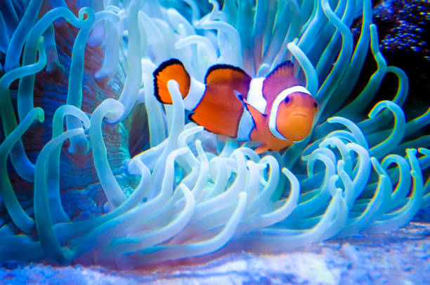 istock Clown Fish in Sea Anemonefish 665249592
