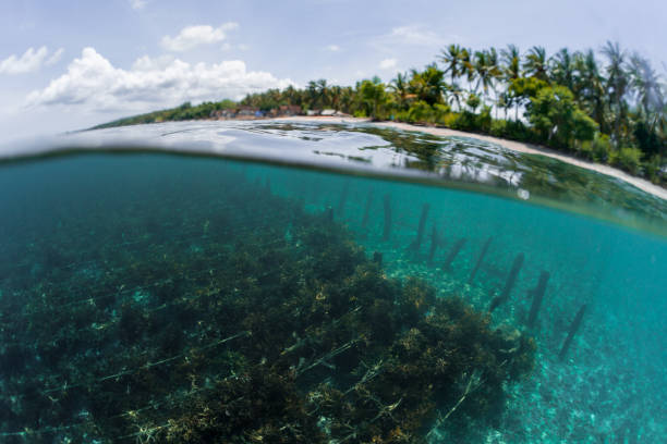 istock Underwater shot of sea weed 665249938