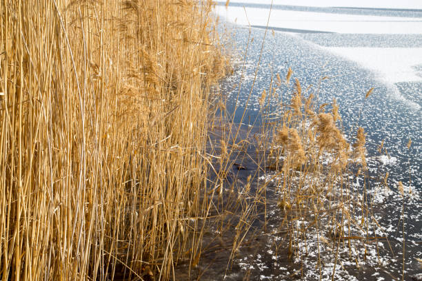 istock reeds on the lake in winter 665251996