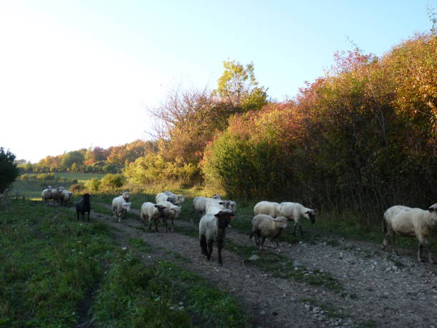 istock Sheeps go to the pasture. 665252220
