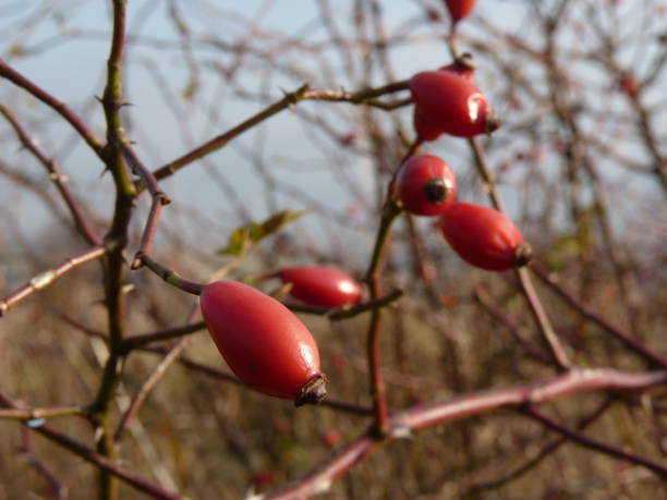 planta de rosa silvestre (rosa canina). rosa mosquetas rojas en la naturaleza. - rosa salvaje fotografías e imágenes de stock