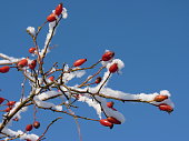 Wild rose red berry bush and berries covered with snow frost the nature winter. Red rosehips in nature. Rose hip (Rosa canina) plant