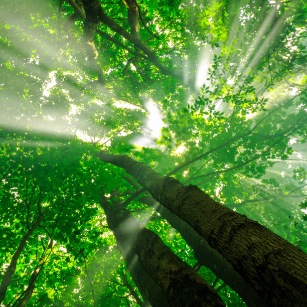 istock Green Forest Illuminated By Sunbeams Natural Background 665256572