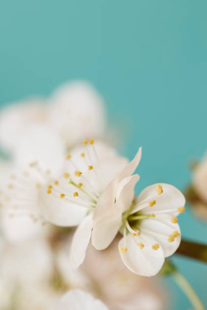 봄 꽃 가까이 배경 - single flower flower spring apple tree 뉴스 사진 이미지