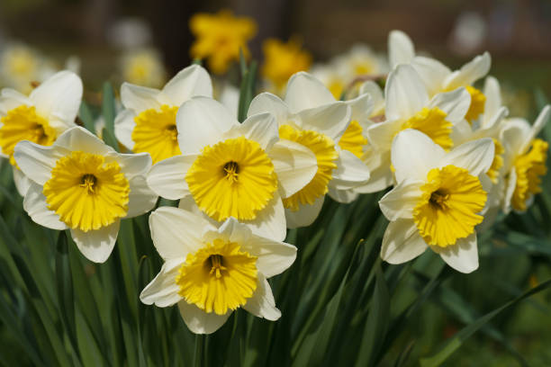 istock White daffodils with yellow flower stem. 665267626
