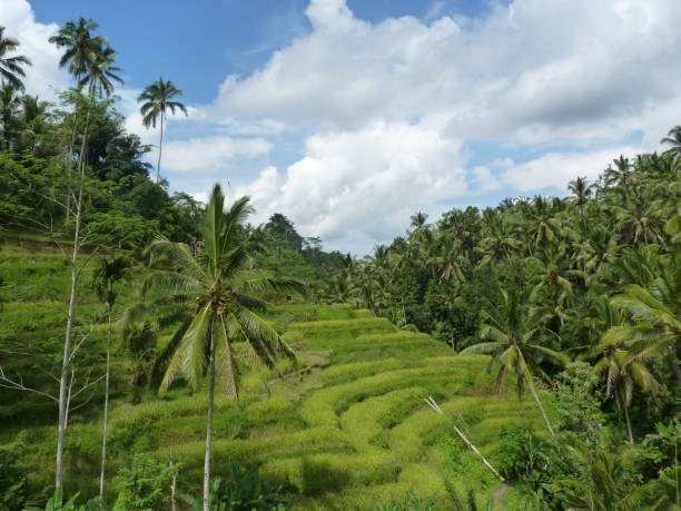 istock Beautiful rice fields of Tegalalang, Bali, Indonesia 665267678