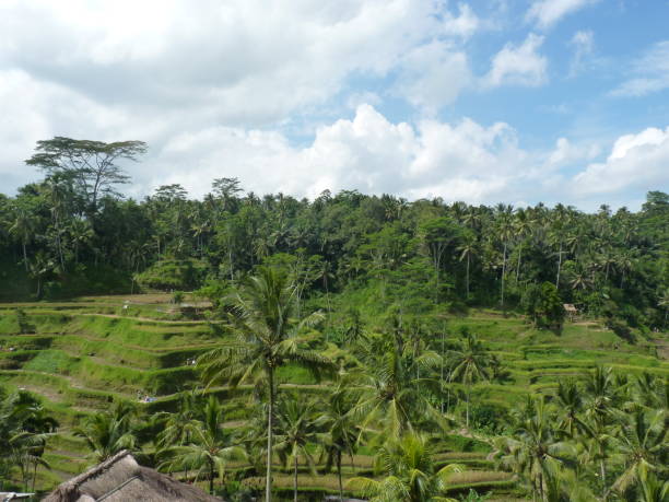 istock Campuhan ridge walk at Bali island, Ubud, Indonesia 665267720