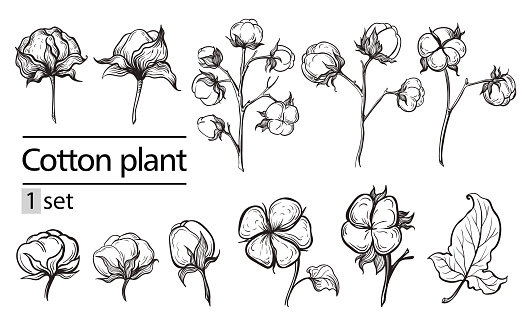 Vector set of hand draw ink cotton plant and lettering. Botanical illustrations.