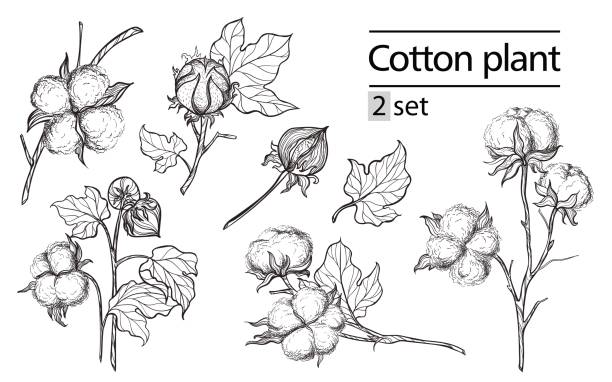 Vector set of hand draw ink cotton plant and lettering Vector set of hand draw ink cotton plant and lettering. Botanical illustrations. cotton ball stock illustrations