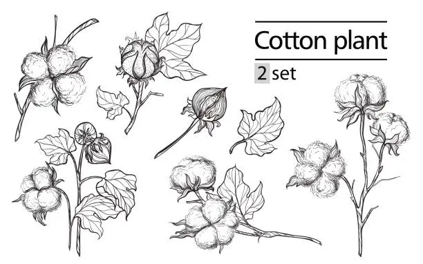 Vector illustration of Vector set of hand draw ink cotton plant and lettering