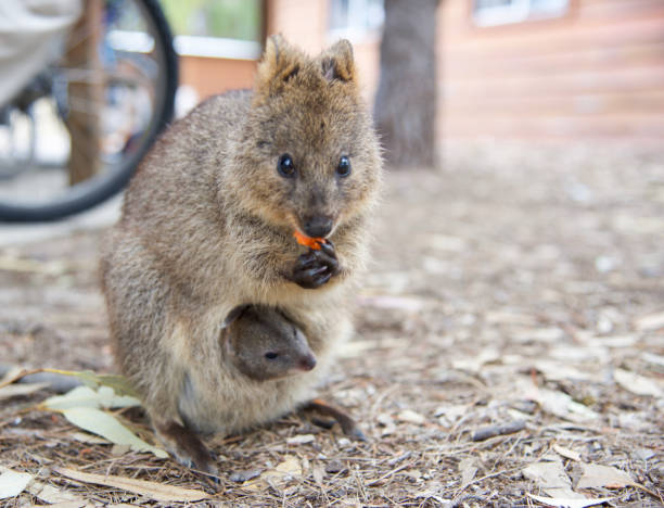 istock Quokka and Baby 665270764