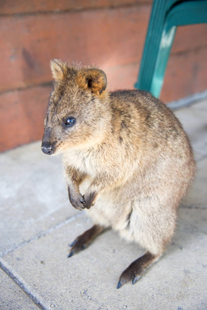 istock Quokka on the Patio 665270874