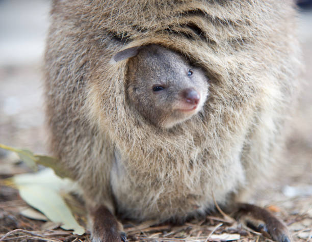 Baby Quokka Closeup of baby quokka poking it's head out of it's mother's pouch at Rottnest Island in Western Australia. rottnest island photos stock pictures, royalty-free photos & images