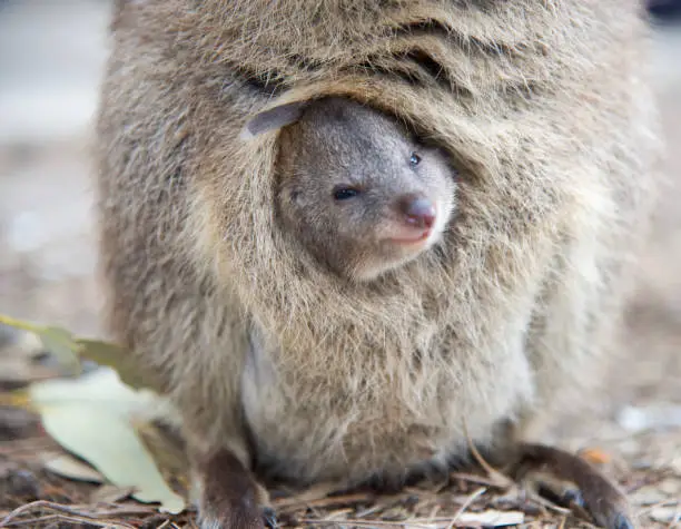 Closeup of baby quokka poking it's head out of it's mother's pouch at Rottnest Island in Western Australia.