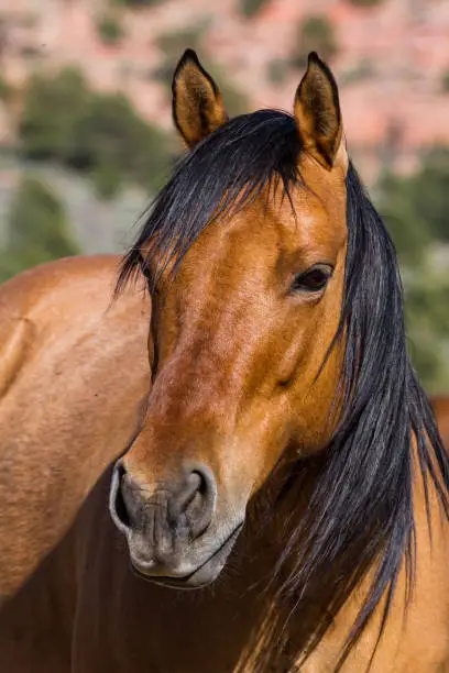 Wild mustang in the desert of Southern Utah, close-up headshot with his ears up.