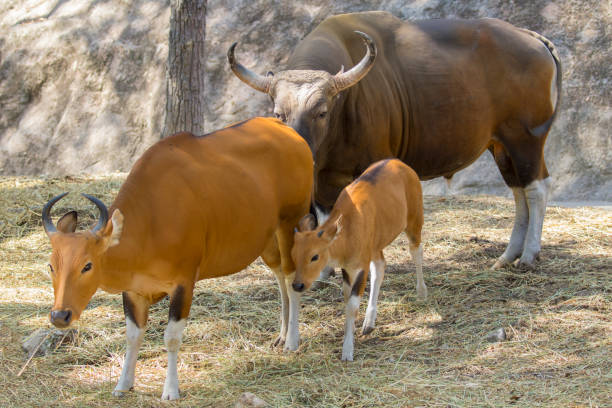 gambar keluarga banteng merah di latar belakang alam. hewan liar. - sapi bali sapi potret stok, foto, & gambar bebas royalti