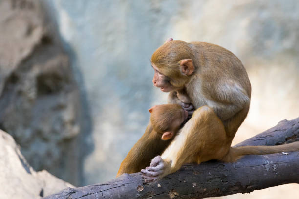 istock Image of mother monkey and baby monkey sitting on a tree branch. Wild animals. 665277042