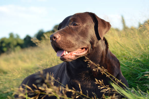 labrador in a grass at sunset stock photo