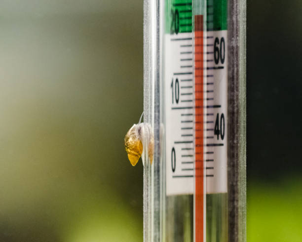 istock fish tank thermometer with a snail 665281336