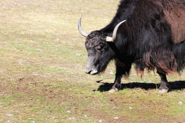 istock Close Up of a Yak (Bos grunniens) 665294082