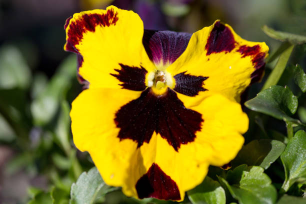 istock flower like a butterfly with multiple colors 665298194