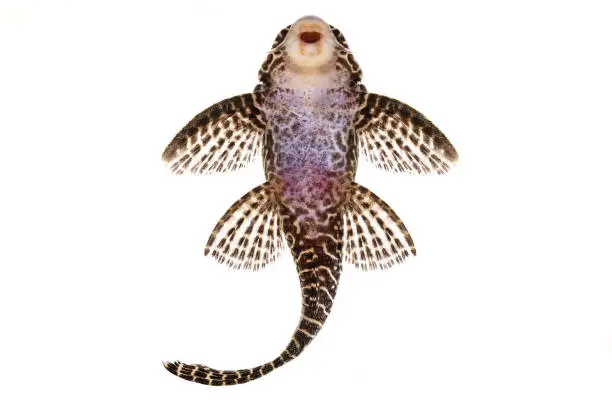 Photo of Pleco Catfish L-260 Queen Arabesque Hypostomus sp Plecostomus aquarium fish