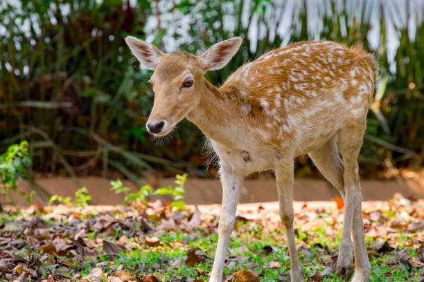 istock Image of a deer on nature background. wild animals. 665301162