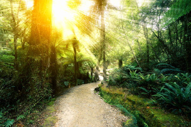istock dirt road in green forest 665301336