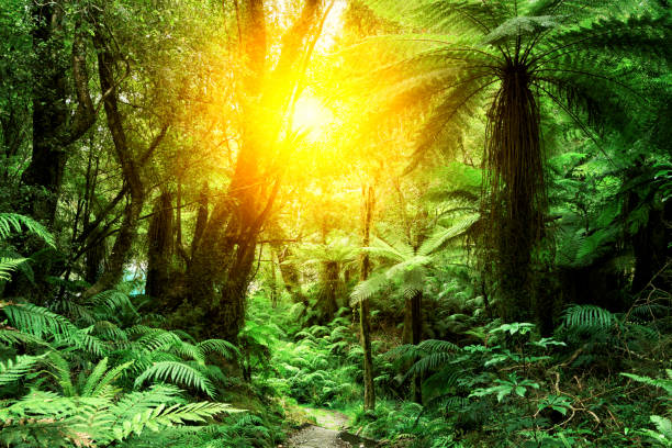 istock dirt road in green forest 665301520