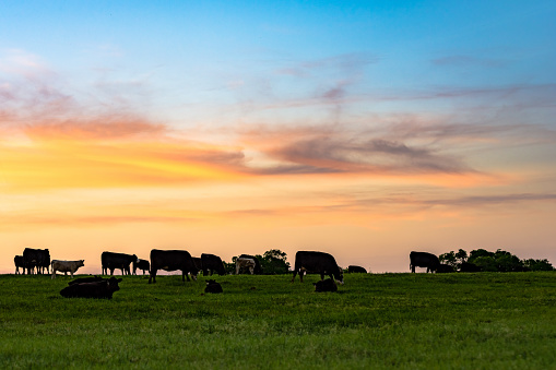 Background of cattle on a pasture at dusk with colorful sky