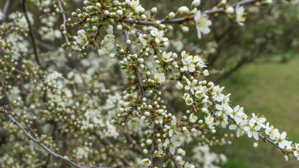 istock A tree with white flowers on a green meadow 665304734