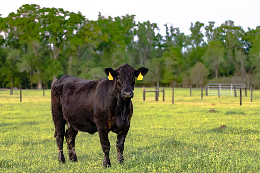 Black Angus cow standing in a spring pasture with fence in the background
