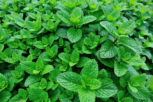 istock green mint plant in growth at vegetable garden 665305188