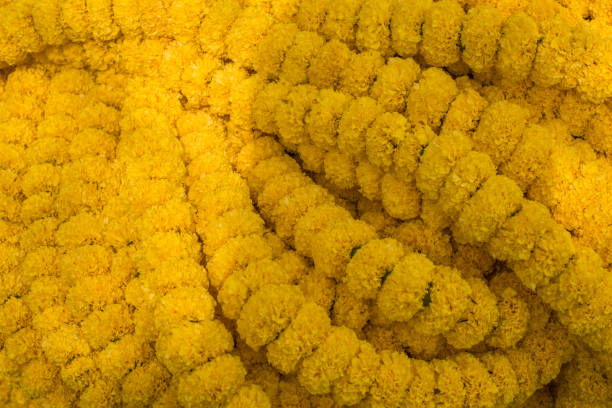 istock Yellow Marigold garlands for sale 665305552