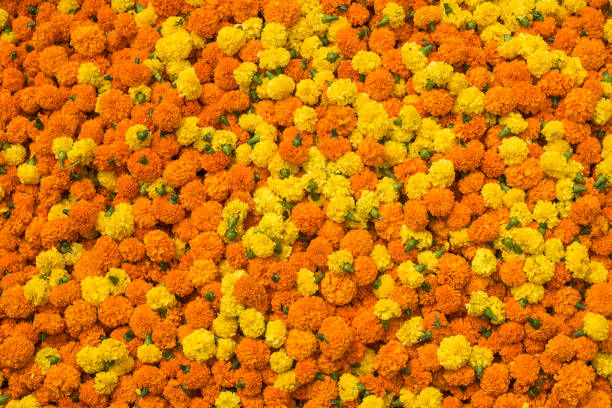 istock Orange and yellow Marigold heads 665305648