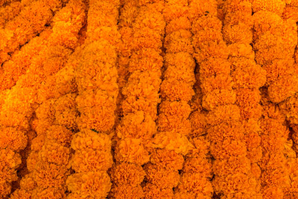 istock Orange Marigold garlands for sale 665305738